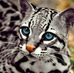 Carol Eddy - Facebook