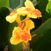 Carole Lam - @carole.lam - TikTok