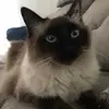 carol__eberhardt - @caroleberhardt_ - TikTok