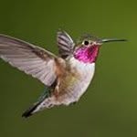 Carol Erhardt Garneau - @redbirdcarol - Instagram