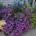 Carol Ern - Facebook