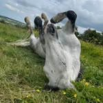 Caroline Eustace - @carolineeustace - Instagram