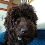 carol eustis - @mamabearis - Instagram