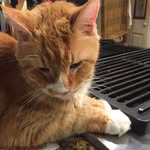 Carol Evers - @patchyboop - Instagram
