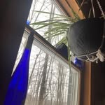 Carol Everson - @williamscarol79 - Instagram