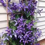 Carol Fedor Marlowe - @camgram7 - Instagram