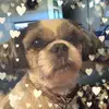 Carol Feevey - @carol.feevey - TikTok