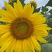 Carol Fleming - Facebook