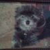Carol Fulcher - Facebook