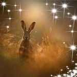 Carol Gable Hare - @cghare - Instagram