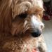 Carol Gallagher - Facebook