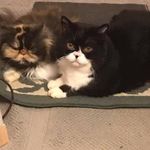 Carol Galloway - @cantdocarol - Instagram
