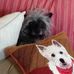 Carol Gamache - Facebook