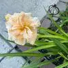 carolgarypackard - @carolgarypackard - TikTok