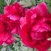 Carol Geiser - Facebook