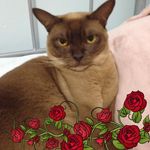 Carol Gilbert - @clgilbert57 - Instagram