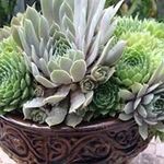 Carol Graves - @carol924711 - Instagram