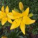 Carol Groff - Facebook