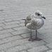 Caroline Gundersen - Facebook