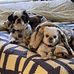 Carol Guyton - Facebook