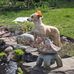Carol Haack - Facebook