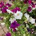 Carol Haar - Facebook
