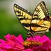 Carol Hales - Facebook