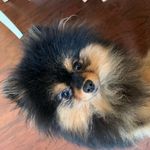 Carol Hales - @ponmom10 - Instagram