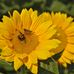 Carol Hamer - Facebook