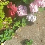 Carol Crane Hamm - @carolhamm58 - Instagram