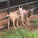 Carolyn Hammack - Facebook