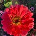 Carol Hammer - Facebook