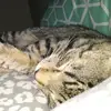 Carol Hammill - @carol.hammill - TikTok