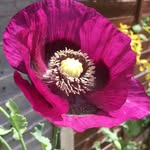 Carol Harney - @carolharney2 - Instagram