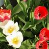 Carol Heise475 - @carolheise475 - TikTok