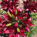 Carol Heise - Facebook