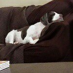 Carol L. Hooks - @southpawspetsitting - Instagram