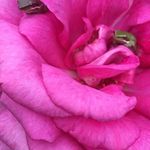 Carol Hooper - @carol.hooper.731 - Instagram