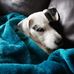 Carol Horsfall - Facebook