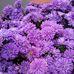 Carolyn Horsfall - Facebook