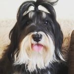 Carol Hunter - @havanablasthavanesexcx - Instagram