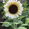 caroljacobo435 - @caroljacobo435 - TikTok