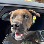 Carol Jaques - @franky_blue_2022 - Instagram