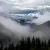 carolynejarrell841 - @carolynejarrell841 - TikTok