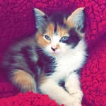 Carol Jessee - @carol.jessee - Instagram