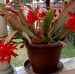 Carol Barnard De Jonge - Facebook