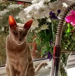 Carol Keeling - Facebook