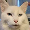 carolynkeffer957 - @pancakesweetness - TikTok