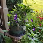 Carol Kibler Smith - @carolk1956 - Instagram