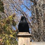 Carol Kirchner - @kirchner828 - Instagram